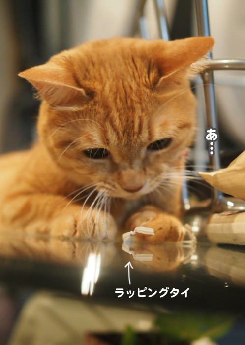9日夕ブログ２