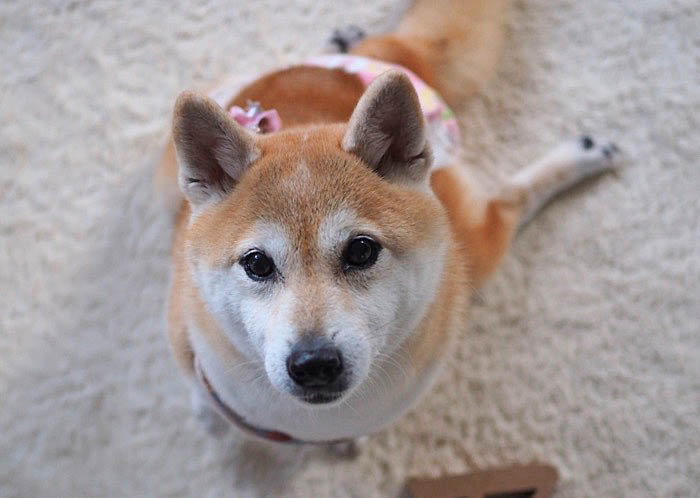 19日午後ブログ８