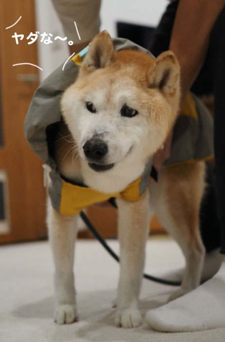 6日夕ブログ５