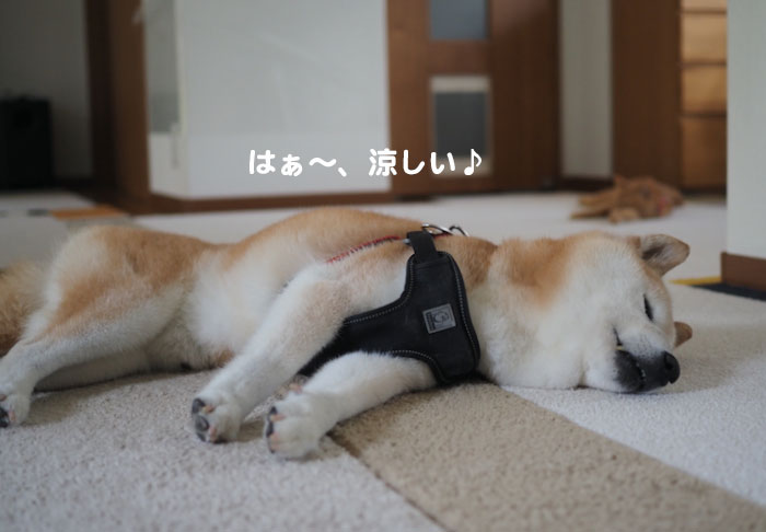 18日夕ブログ2