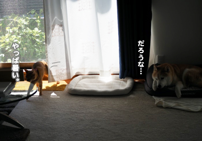 17日夕ブログ７