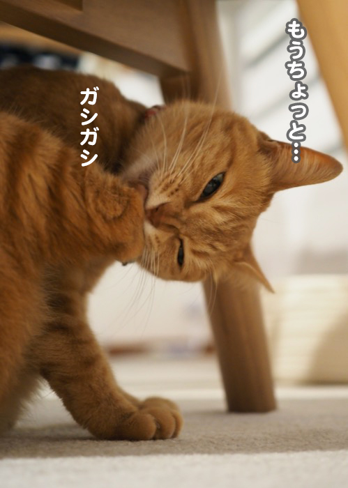 2日夕ブログ６
