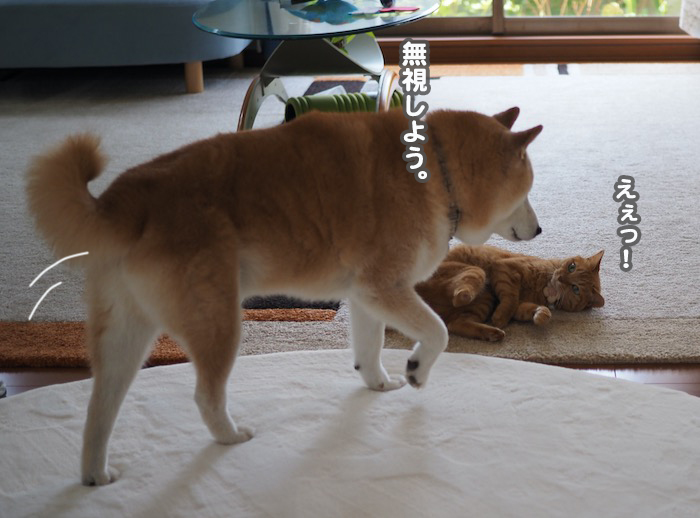 17日夕ブログ４