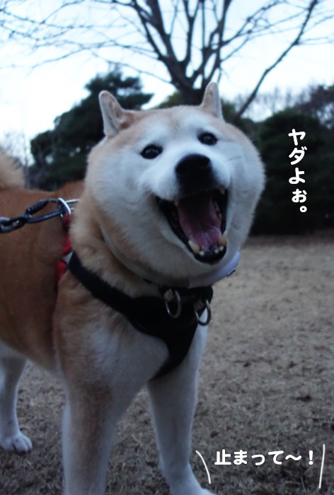 29日夕ブログ５
