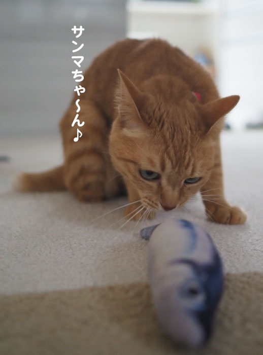 ５日夕ブログ２