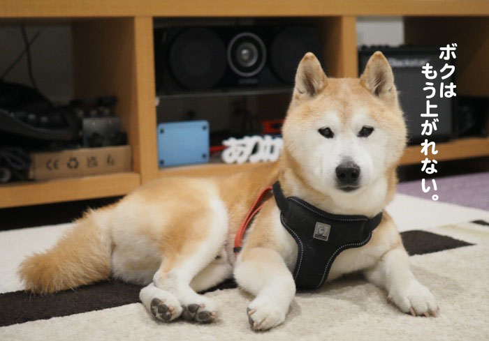 19日夜ブログ５