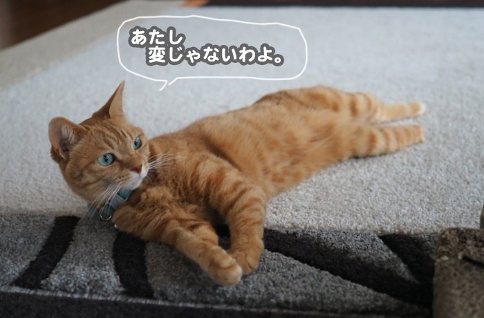 12日夕ブログ3