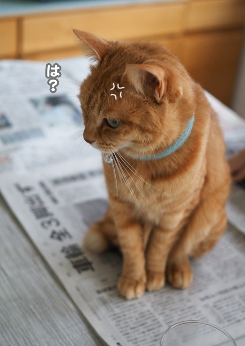 30日ブログ２