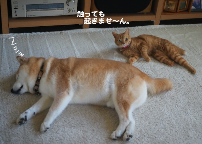 10日夕ブログ９