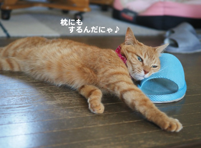 17日夕ブログ４