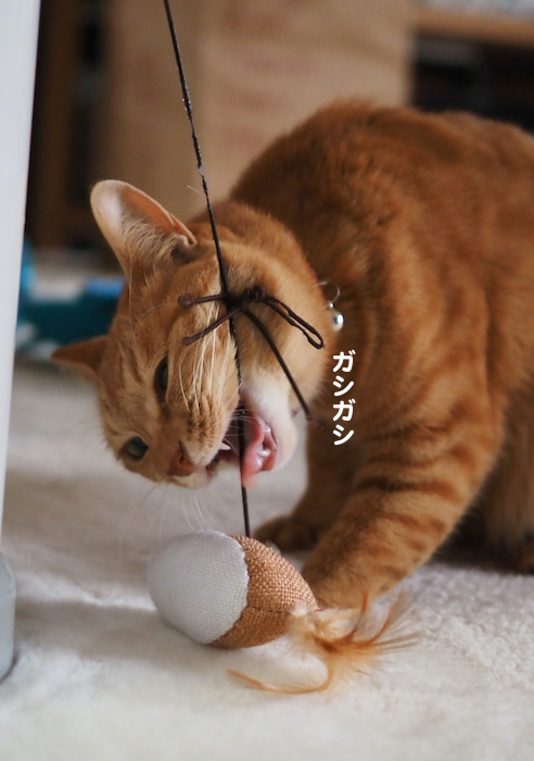10日夕ブログ４