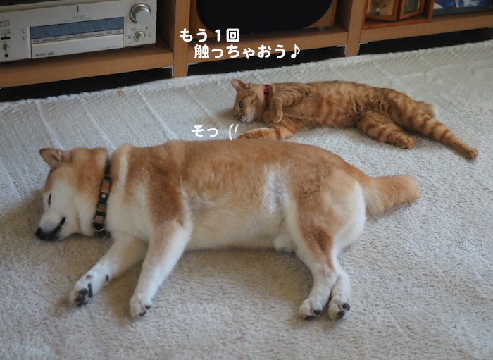 10日夕ブログ６