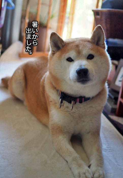 26日午後ブログ2