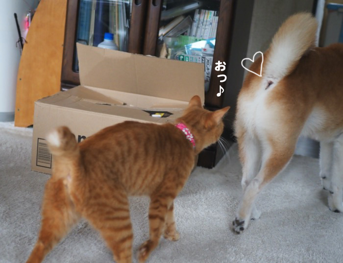 22日夕ブログ３