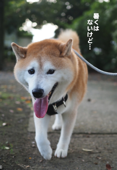 30日ブログ２