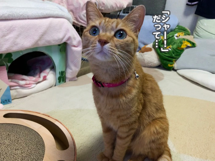 15日夕ブログ８
