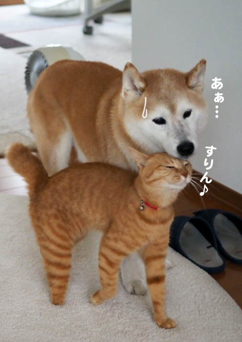 15日夕ブログ５