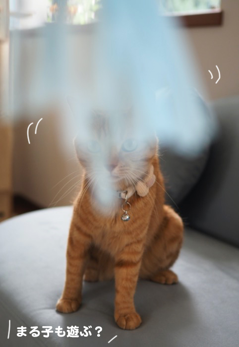 17日夕ブログ６