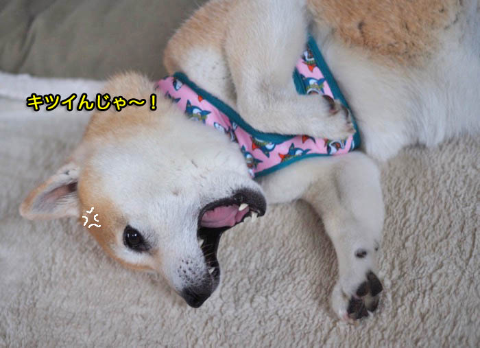 13日午後ブログ１０