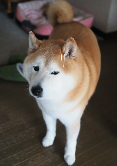 20日夕ブログ７