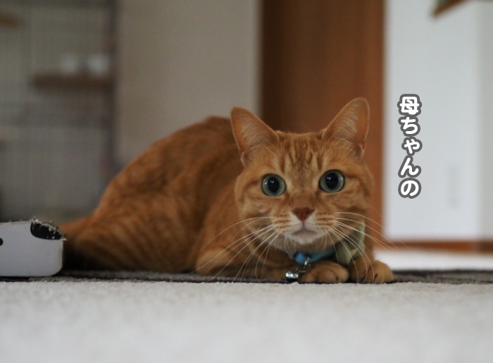 9日夕ブログ７