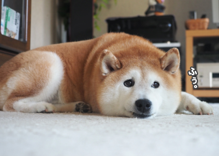 26日夕ブログ７
