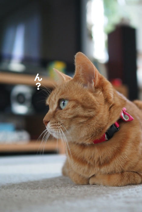 30日夕ブログ２