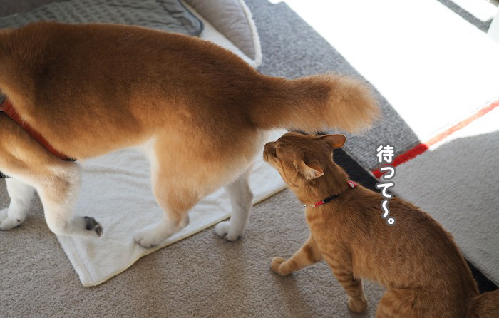 20日ブログ２