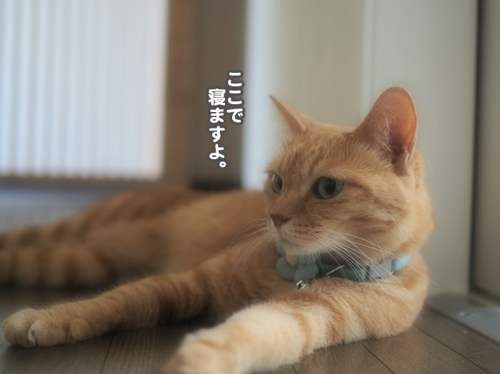 21日夕ブログ３