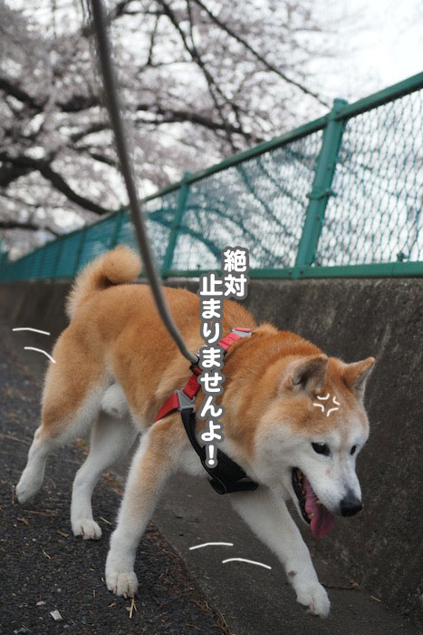 30日夕ブログ５