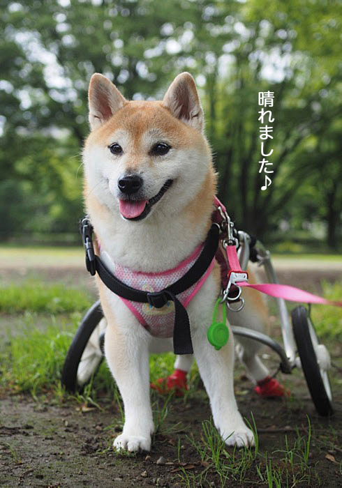 17日夕ブログ２