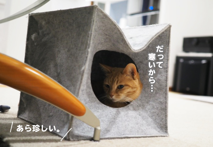 11日夕ブログ６