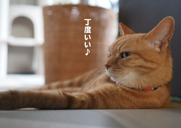 19日夕ブログ３