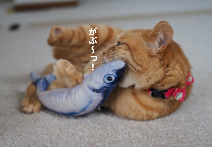 16日夕ブログ３