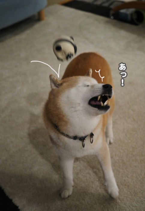 8日夕ブログ４