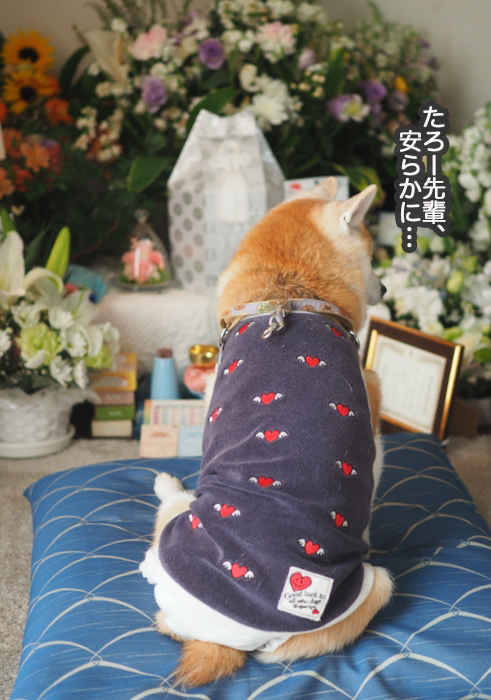 26日夕ブログ２