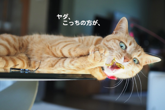 4日夕ブログ１１