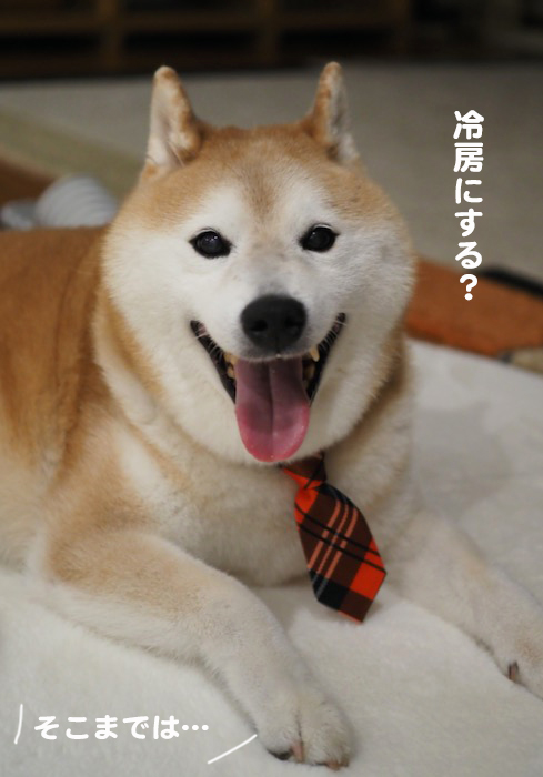 20日夕ブログ４