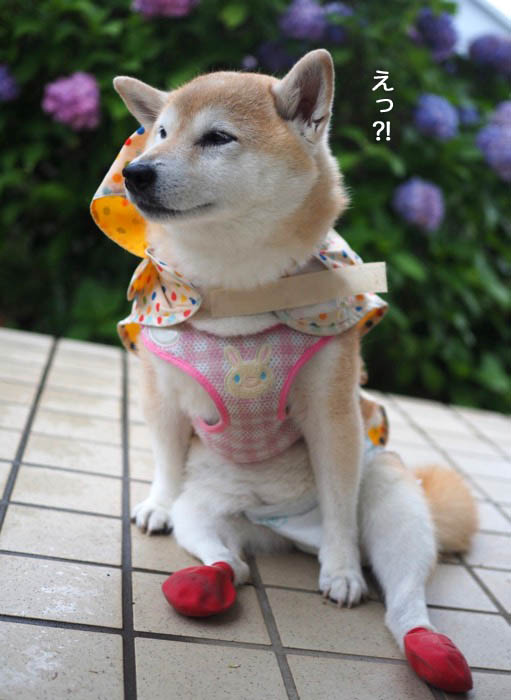 19日夕ブログ２