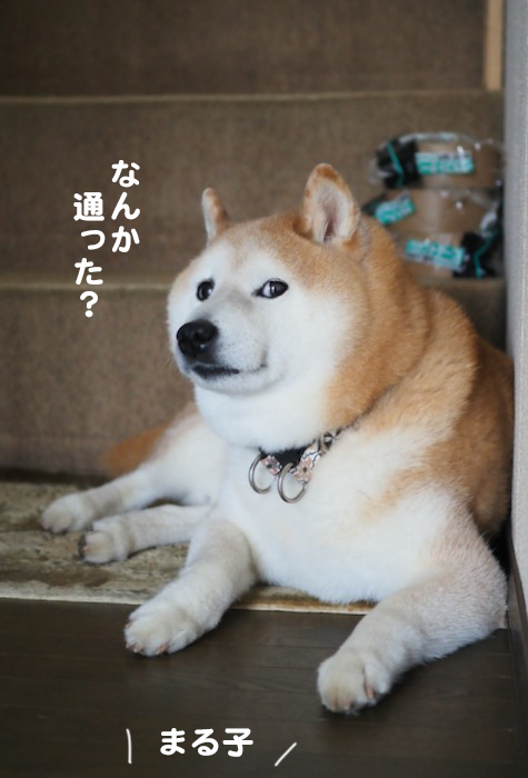30日夕ブログ７