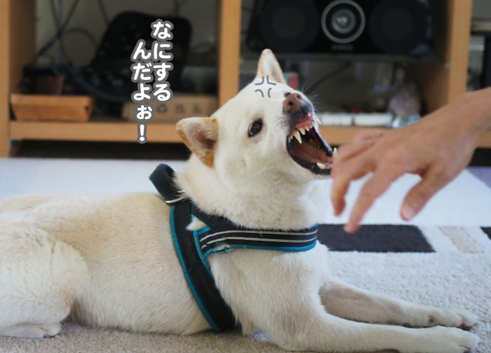 7日夕ブログ６