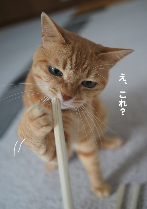 15日夕ブログ3