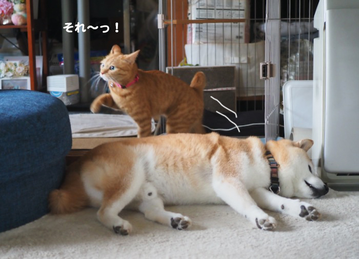 2日夕ブログ１０