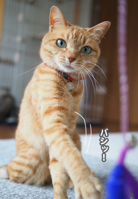 10日夕ブログ９