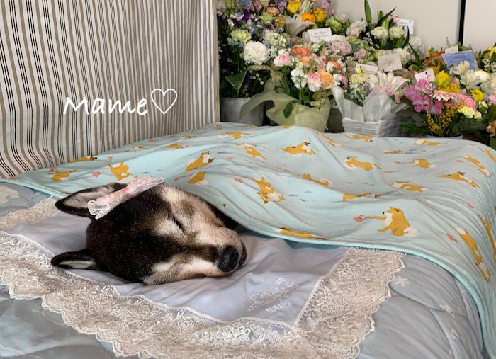 29日夕ブログ２