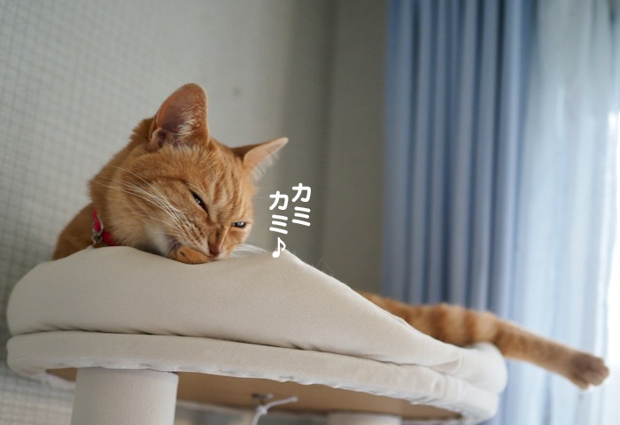 18日夕ブログ５