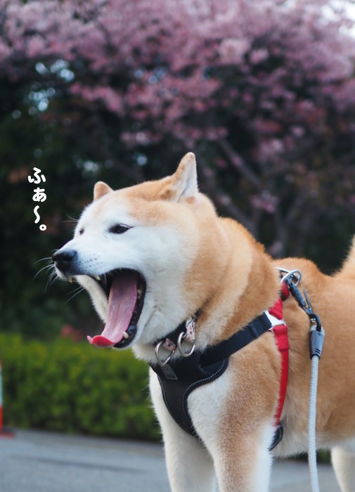 ５日夕ブログ５