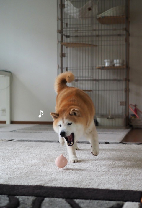 16日夕ブログ４