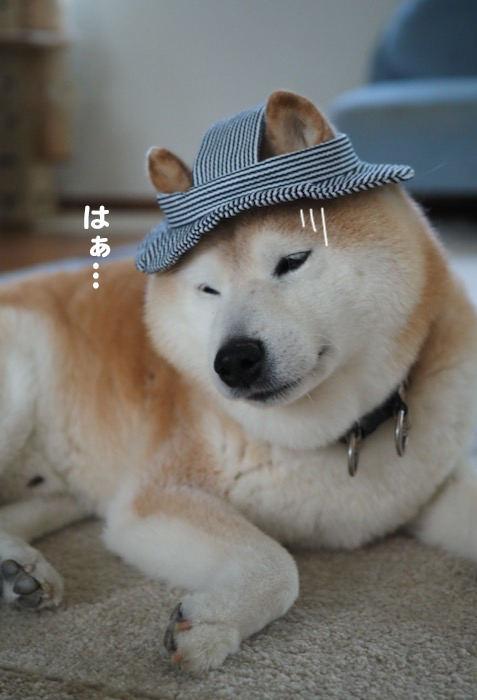 29日夕ブログ７