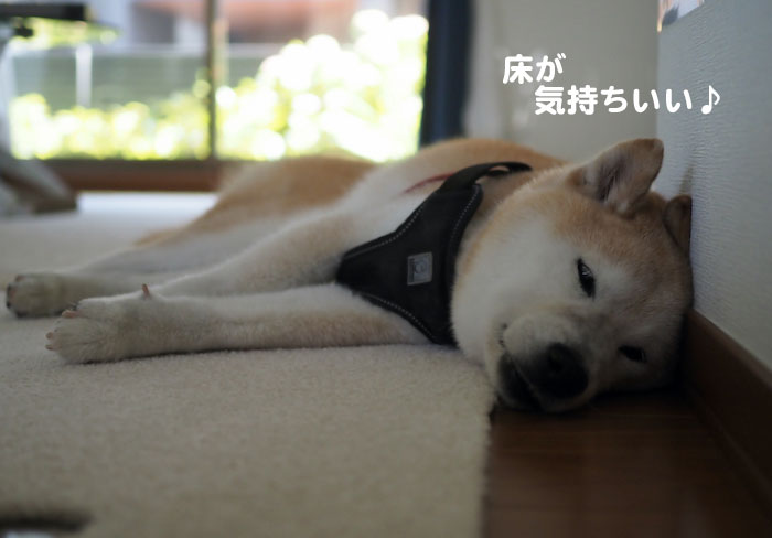 10日夕ブログ９